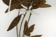 <strong>Rubiaceae - Breonadia - Breonadia salicina (Vahl) Hepper & Wood</strong><br />© hnb