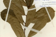 <strong>Malpighiaceae - Acridocarpus - Acridocarpus alternifolius (Schumach. & Thonn.) Nied.</strong><br />© hnb