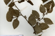 <strong>Rhamnaceae - Ziziphus - Ziziphus mucronata Willd.</strong><br />© hnb