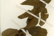 <strong>Moraceae - Ficus - Ficus capreifolia Delile</strong><br />© hnb