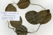 <strong>Menispermaceae - Triclisia - Triclisia subcordata Oliv.</strong><br />© hnb