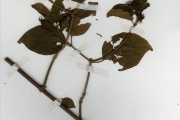 <strong>Rubiaceae - Mussaenda - Mussaenda elegans Schumach. & Thonn.</strong><br />© hnb