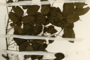 <strong>Euphorbiaceae - Phyllanthus - Phyllanthus muellerianus (Kuntze) Exell</strong><br />© hnb
