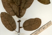 <strong>Moraceae - Ficus - Ficus glumosa Delile</strong><br />© hnb