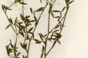 <strong>Leguminosae-Papilionoideae - Stylosanthes - Stylosanthes erecta P.Beauv.</strong><br />© hnb