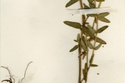 <strong>Euphorbiaceae - Euphorbia - Euphorbia convolvuloides Hochst. ex Benth.</strong><br />© hnb