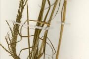 <strong>Poaceae - Eragrostis - Eragrostis japonica (Thunb.) Trin.</strong><br />© hnb