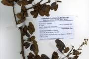 <strong>Leguminosae-Papilionoideae - Machaerium - Machaerium lunatum (L.f.) Ducke</strong><br />© hnb