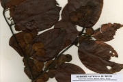 <strong>Leguminosae-Papilionoideae - Dalbergia - Dalbergia ecastaphyllum (L.) Taub.</strong><br />© hnb