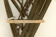 <strong>Arecaceae - Cocos - Cocos nucifera L.</strong><br />© hnb