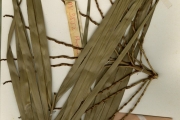 <strong>Arecaceae - Phoenix - Phoenix reclinata Jacq.</strong><br />© hnb