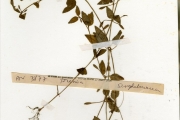 <strong>Scrophulariaceae - Torenia - Torenia thouarsii (Cham. & Schltdl.) Kuntze</strong><br />© hnb