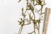 <strong>Lycopodiaceae - Lycopodiella - Lycopodiella cernua (L.) Pic.Serm.</strong><br />© hnb