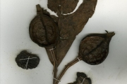 <strong>Rubiaceae - Oxyanthus - Oxyanthus racemosus (Schumach. & Thonn.) Keay</strong><br />© hnb