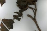 <strong>Rubiaceae - Oxyanthus - Oxyanthus racemosus (Schumach. & Thonn.) Keay</strong><br />© hnb