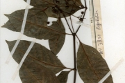 <strong>Rubiaceae - Psychotria - Psychotria calva Hiern</strong><br />© hnb