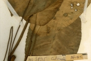 <strong>Araceae - Culcasia - Culcasia angolensis Welw. ex Schott</strong><br />© hnb