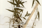 <strong>Poaceae - Oplismenus - Oplismenus hirtellus (L.) P.Beauv.</strong><br />© hnb