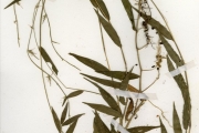 <strong>Poaceae - Oplismenus - Oplismenus hirtellus (L.) P.Beauv.</strong><br />© hnb