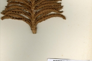 <strong>Arecaceae - Raphia - Raphia hookeri G. Mann & H. Wendl.</strong><br />© hnb