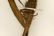 <strong>Bromeliaceae - Ananas - Ananas comosus (L.) Merr.</strong><br />© hnb