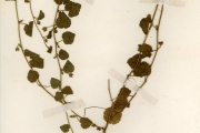 <strong>Malvaceae - Sida - Sida javensis Cav.</strong><br />© hnb