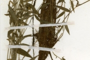 <strong>Poaceae - Isachne - Isachne kiyalaensis Robyns</strong><br />© hnb