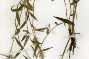 <strong>Poaceae - Isachne - Isachne kiyalaensis Robyns</strong><br />© hnb