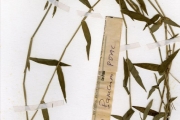 <strong>Poaceae - Isachne - Isachne kiyalaensis Robyns</strong><br />© hnb
