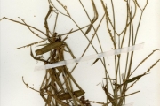 <strong>Poaceae - Paspalum - Paspalum conjugatum P.J.Bergius</strong><br />© hnb