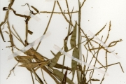 <strong>Poaceae - Paspalum - Paspalum conjugatum P.J.Bergius</strong><br />© hnb