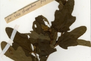 <strong>Tiliaceae - Clappertonia - Clappertonia ficifolia (Willd.) Decne.</strong><br />© hnb