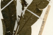<strong>Rubiaceae - Pauridiantha - Pauridiantha hirtella (Benth.) Bremek.</strong><br />© hnb
