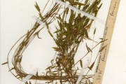 <strong>Poaceae - Panicum - Panicum parvifolium Lam.</strong><br />© hnb