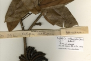 <strong>Annonaceae - Xylopia - Xylopia aethiopica (Dunal) A.Rich.</strong><br />© hnb