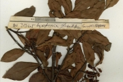 <strong>Clusiaceae - Symphonia - Symphonia globulifera L.f.</strong><br />© hnb