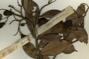 <strong>Chrysobalanaceae - Maranthes - Maranthes robusta (Oliv.) Prance ex F.White</strong><br />© hnb