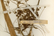 <strong>Arecaceae - Washingtonia - Washingtonia robusta H.Wendl.</strong><br />© hnb