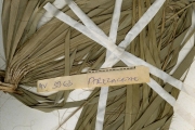 <strong>Arecaceae - Washingtonia - Washingtonia robusta H.Wendl.</strong><br />© hnb