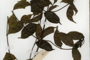 <strong>Rubiaceae - Morinda - Morinda morindoides (Baker) Milne-Redh.</strong><br />© hnb