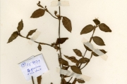 <strong>Commelinaceae - Commelina - Commelina lagosensis C.B.Clarke</strong><br />© hnb