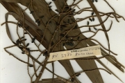 <strong>Arecaceae - Dypsis - Dypsis lutescens (H.Wendl.) Beentje & J.Dransf.</strong><br />© hnb