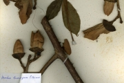 <strong>Bombacaceae - Bombax - Bombax buonopozense P.Beauv.</strong><br />© hnb