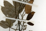 <strong>Leguminosae-Caesalpinioideae - Daniellia - Daniellia ogea (Harms) Rolfe ex Holl.</strong><br />© hnb
