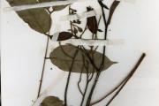 <strong>Leguminosae-Caesalpinioideae - Daniellia - Daniellia ogea (Harms) Rolfe ex Holl.</strong><br />© hnb