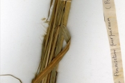 <strong>Poaceae - Pennisetum - Pennisetum purpureum Schumach.</strong><br />© hnb