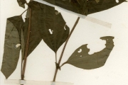 <strong>Melastomataceae - Tristemma - Tristemma littorale Benth.</strong><br />© hnb