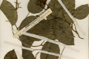 <strong>Araceae - Culcasia - Culcasia scandens P.Beauv.</strong><br />© hnb