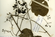 <strong>Menispermaceae - Stephania - Stephania dinklagei (Engl.) Diels</strong><br />© hnb