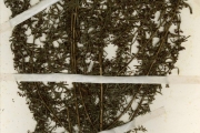 <strong>Lythraceae - Ammannia - Ammannia auriculata Willd.</strong><br />© hnb
